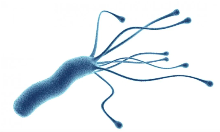 Helicobacter pylori, хеликобактер пилори